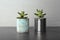 Echeveria plants in tin cans on stone table