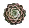 Echeveria potted house plant top view vector.