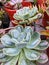 Echeveria Raindrops Succulent Plant