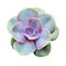 Echeveria rosette from above on white background