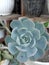 echeveria runyonii plant thrives in pots in the yard