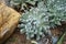 Echeveria runyonii topsy turvy is Arid Plants, Gray-blue rosettes with wavy, curvy leaves.