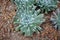 Echeveria runyonii topsy turvy is Arid Plants, Gray-blue rosettes with wavy, curvy leaves.