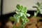 Echeveria runyonii `Topsy Turvy` seedlings
