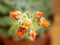 Echeveria setosa, Mexican fire cracker, blossom of succulent plant