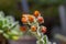 Echeveria setosa mexican fire cracker bright orange flowers in bloom, evergreen succulent flowering plant