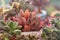 Echeveria Spica flowers succulent in sunlight