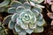 Echeveria - Stone roses