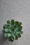 Echeveria succulent green plant on a gray marble background top view