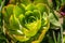 Echeveria succulent, plant forms a rosette leaves