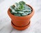 Echeveria succulent plant marble background