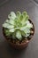 Echeveria, succulent plant in pot. Rare succulent indoor decorative plant