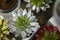 Echeveria succulent plant top view close-up. Crassula stone flower echeveria silver painted