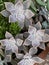 Echeveria Succulent White Gray