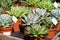 Echeveria succulents in plastic pot for sale. outdoor window shop