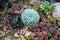 Echeveria â€˜Green Gilvaâ€™ â€“ Wax Rosette a Succulent plants flowers in garden