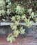 Echeverias plant growing on a stone wall in an Irish garden