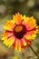 Echibeckia daisy flower is a cross between Echinacea and Rudbeckia called Summerina brown