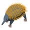 Echidna animal icon isometric vector. Cute nature