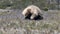 an echidna approaching the camera in the tasmanian wilderness