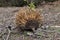 Echidna australian endemic animal