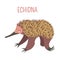 Echidna cartoon vector animal from Australia