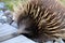 Echidna close up on Tasmania, Australia