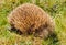 Echidna - Cradle Mountain