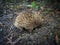 Echidna digging for worms