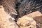 Echidna digs a hole. Wildlife close up. Australia