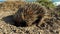 Echidna Eating Ants Nest