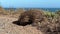 Echidna Eating Ants Nest Australia