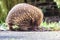 Echidna foraging for food.