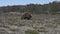 echidna foraging of food in the wilderness of western tasmania