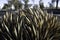 An echidna lies dead on the side of a country Australian road