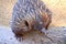 Echidna - Native Australian Animal