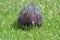 Echidna porcupine walking on green grass