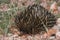 Echidna on Red Sand in Outback Australia