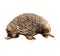 Echidna, spiny anteaters, Tachyglossidae