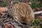 Echidna on Tasmania, Astralia