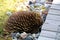 Echidna on Tasmania, Australia