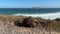 Echidna Walking Along Coastline In South Australia 4k Footage
