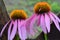 Echinacea