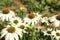 Echinacea with bittern and bumblebee.