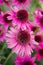 Echinacea blooming