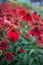 Echinacea blooming red coneflower for insect and Bee Friendly garden