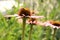 Echinacea with bumblebee