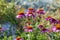 Echinacea - coneflower close up in the garden