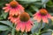 Echinacea Coneflower With Droopy Petals