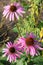 Echinacea (Echinacea purpurea)